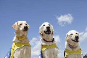 介助犬